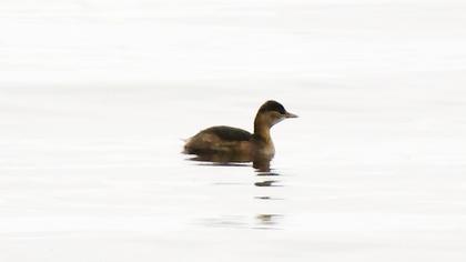 Little Grebe