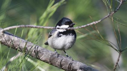 Coal Tit