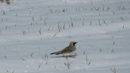 Horned Lark