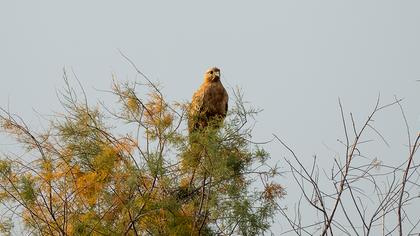 Long-legged Buzzard