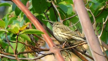 European Serin