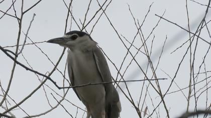 Black-crowned Night Heron
