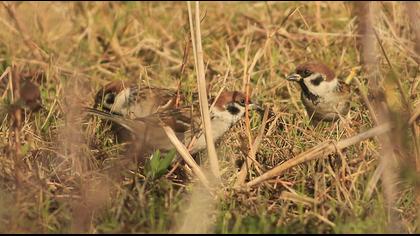 Eurasian Tree Sparrow