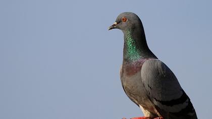 Rock Dove
