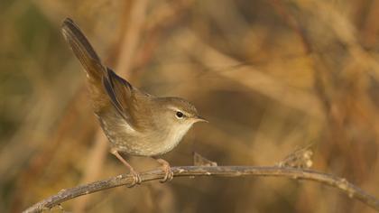 Cetti`s Warbler
