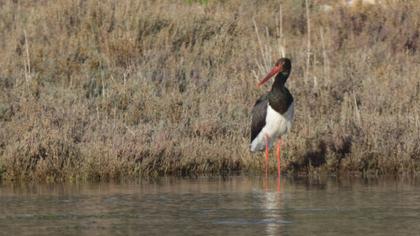 Black Stork