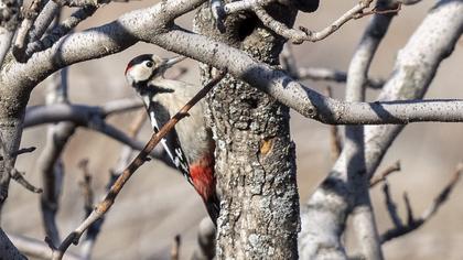 Syrian Woodpecker