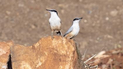 Eastern Rock Nuthatch