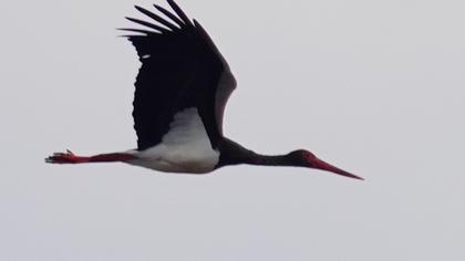 Black Stork