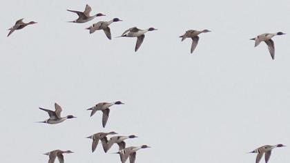 Northern Pintail