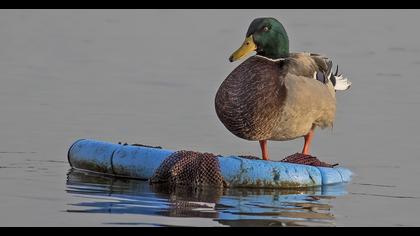 Mallard