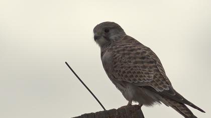 Common Kestrel