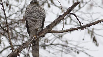 Eurasian Sparrowhawk