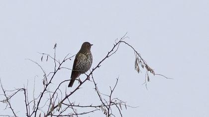 Song Thrush