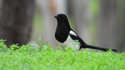 Eurasian Magpie