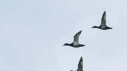 Common Pochard