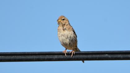Corn Bunting