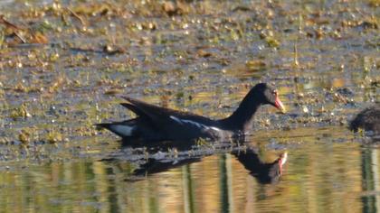 Common Moorhen