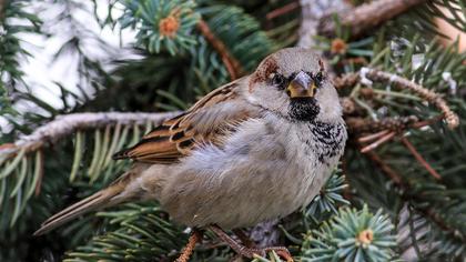 House Sparrow