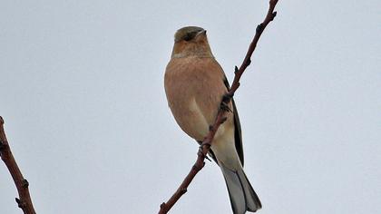 Common Chaffinch