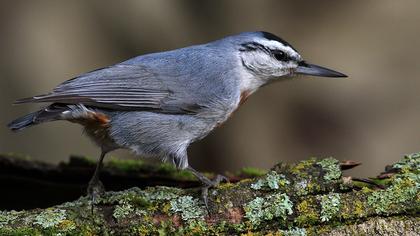 Krüper`s Nuthatch