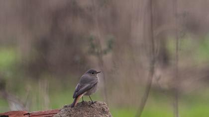 Black Redstart