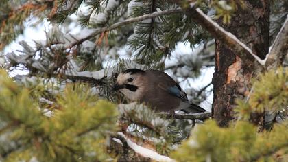 Eurasian Jay