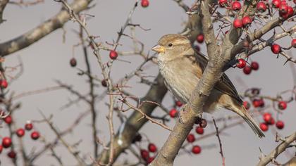 House Sparrow