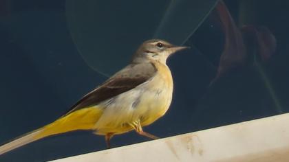 Grey Wagtail