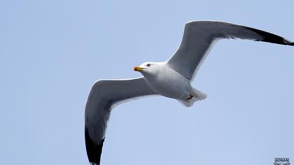 Yellow-legged Gull