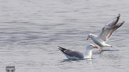 Black-headed Gull
