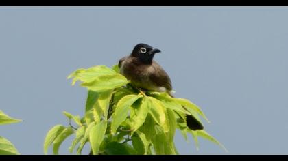 White-spectacled Bulbul