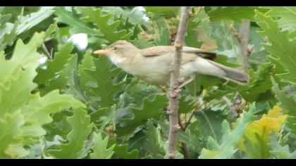 Eastern Olivaceous Warbler