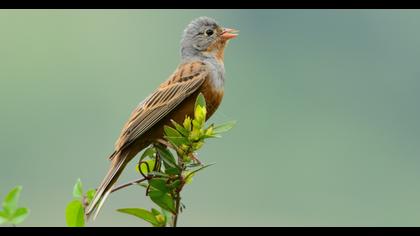 Cretzschmar`s Bunting
