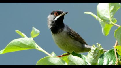 Rüppell`s Warbler