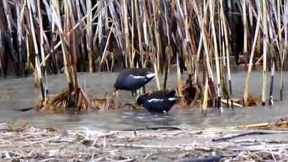 Common Moorhen
