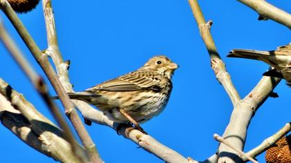Corn Bunting