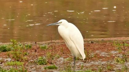 Küçük ak balıkçıl