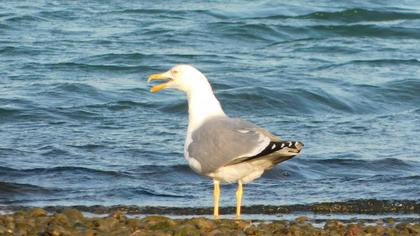 Yellow-legged Gull
