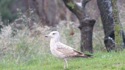 Caspian Gull