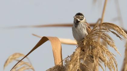Bataklık Kirazkuşu