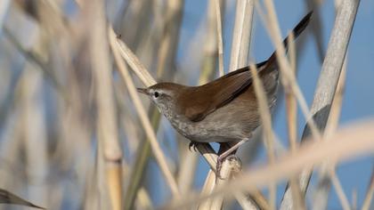 Cetti`s Warbler