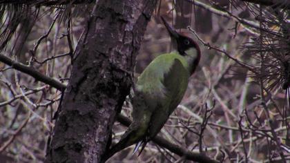 European Green Woodpecker