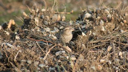 Rock Sparrow