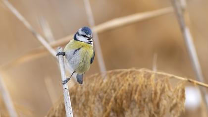 Eurasian Blue Tit