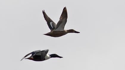 Northern Shoveler