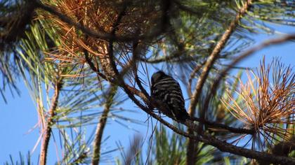 Lesser Spotted Woodpecker