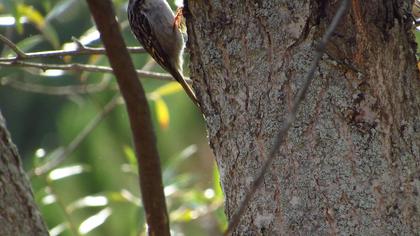 Short-toed Treecreeper