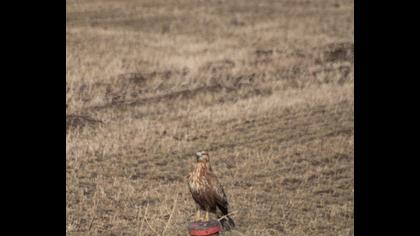 Long-legged Buzzard