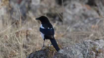 Eurasian Magpie